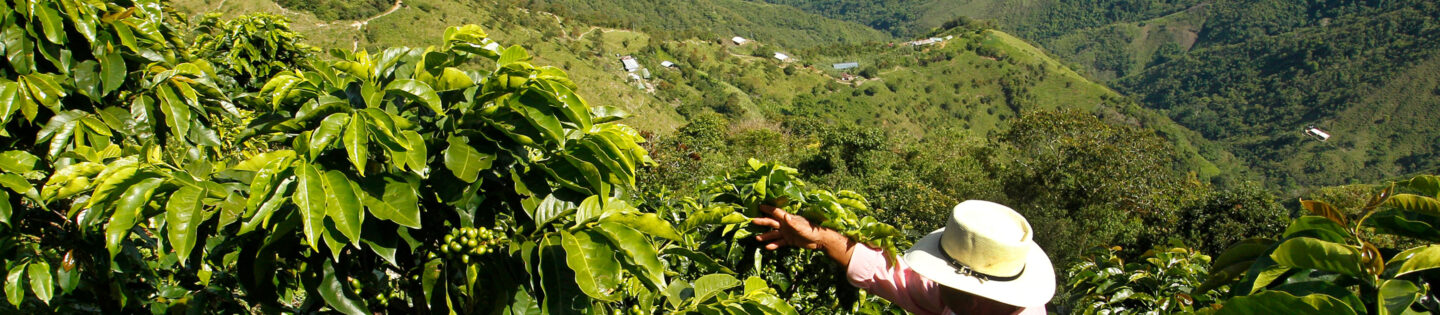 man harvesting coffee from plant on hillside in mountains masthead