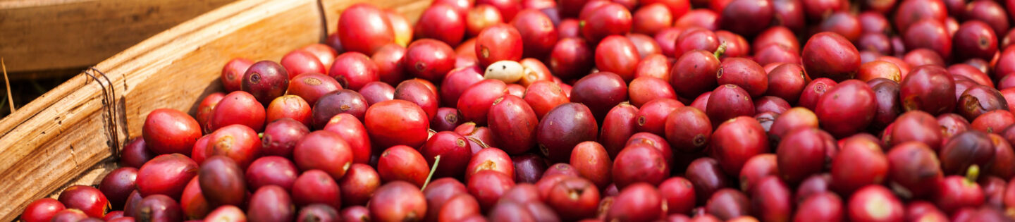 ripe coffee cherries in basket